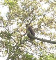 Red-tail in tree
